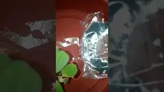 Fccp vs HM supered apa jdi nya