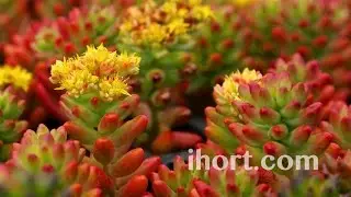 IHORT Grow Tile Demo with IHORT Grow Media