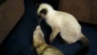 cat vs ferret