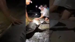 #fish #shots #video #viral #fishingvideo #shark #status