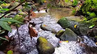 Flow of Passion ASMR River with Jungle Sound and Trickling Water Splash Effect for Deep Relaxation