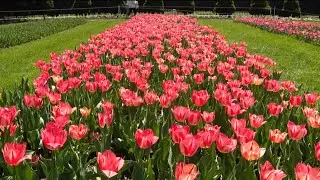 Mass. Horticultural Society kicks off 'Tulip Mania' at Garden at Elm Bank