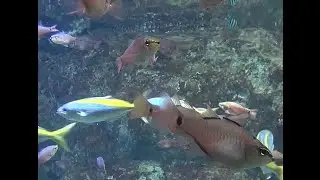相模湾ゾーン３　Sagami Bay3　新江ノ島水族館 Enosima　Aquarium