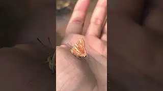 Can You Spot the Real Head? Butterfly 🦋 on my hand #shorts #butterfly #nature