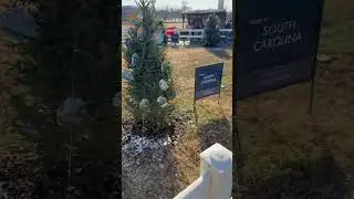 Christmas Trees - National Christmas Tree. From December 2025