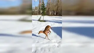 Funny Animals Cats&Dogs Part 16 🐈🐩#cat #dog #funny #video #kitten #puppy #animals