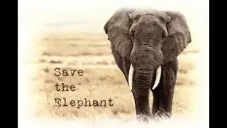 Save Elephants Gaj Yatra Campaign Launch | Full Event | Dia Mirza | Arjun Rampal | Diana Penty