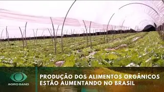 Produtos org&acirc;nicos ganham espa&ccedil;o na mesa de brasileiros | Agro Band