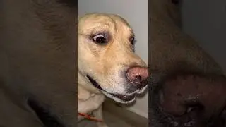 Gapudi Se Panga Nahi 😭 | SourShy | #dog #shorts #short #viral #funny #cute #doglover #doglovers