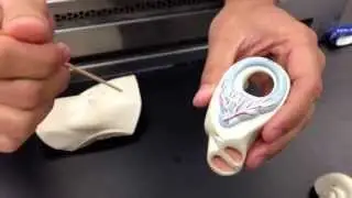Ear model