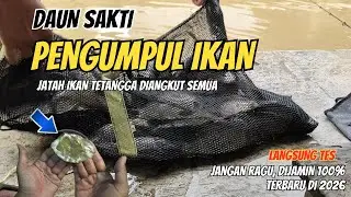 DAUN SAKTI PENGUMPUL IKAN MANCING IKAN MAS TERBARU 2026, JATAH TETANGGA HABIS DISIKAT SEMUA