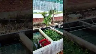 Vớt bỏ hết tất cả số ốc nu&ocirc;i chung với bobo do ốc ph&aacute;t triển qu&aacute; nhanh