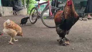 Pollos Brahma con sus pollitos mezclados