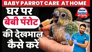 BABY BIRD CARE TIPS | तोते के बच्चे का देखभाल कैसे करे ? | BABY PARROT GROWTH DAY BY DAY | IN HINDI