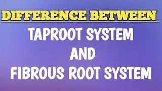 Difference between Taproot system and Fibrous root system/#science .