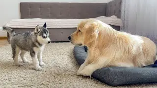Golden Retriever Protects His Bed from a Husky Puppy!