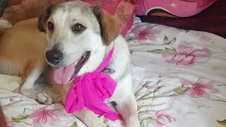 Pink Sunday