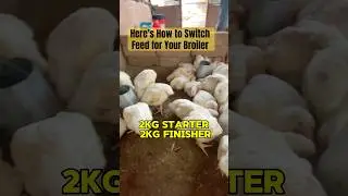 Here&rsquo;s How to Switch Feed for Your Broiler #poultrynutrition #farming #fowlfiestaacademy