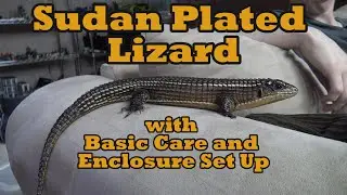 Sudan Plated Lizard with Basic Care and Enclosure Set Up
