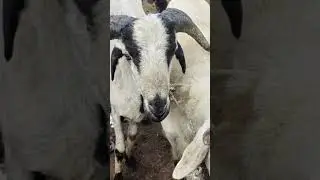#sheepslover #sheeps #trendingshorts #trending #homesheephome #animals #songs #viral #shorts