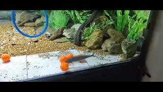 mormyrus longirostris