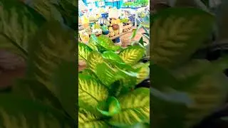 tumhare hothouse ki surkhiyon se #viral 😎#youtubeshorts 😱#ytshorts 😻#viralshorts 💘#love 💞💘