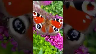 5 Fascinating Facts About Butterfly #butterfly #facts