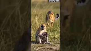 tiger and elephant  fight | tiger attack baby monkey