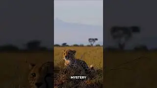 Why India Chose African, Not Asian Cheetahs for reintroduction? 🐆🇮🇳 #CheetahReintroduction #upsc