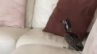 Alfie our Crazy African Grey Hornbill