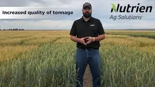 Ray Forage Winter Wheat