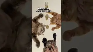 Вжух 🪄 #cat #веселыекоты #котофейка #котики #юмор #прикольныекоты #прикол #видосыоткота #котик #кот