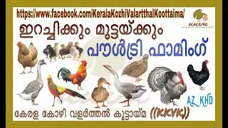 POULTRY FARMING ഇറച്ചിക്കും മുട്ടയ്ക്കും പൗൾട്രി ഫാമിംഗ് ((KKVK))