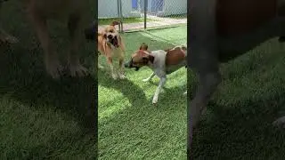PAWS4you Pepito and Chowder
