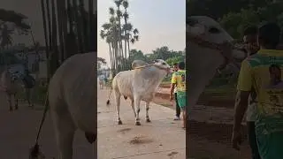 RK BULLS || short || trend ||