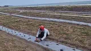 PLANTING HUNDREDS OF WATERMELON PLANTS BY HAND: A SMART METHOD WITHOUT TOOLS!  -Agriculture Farming