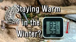 How To Maintain Reptile Temperatures In Cold Areas Made Easy!