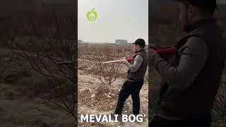 БОДОМ ДАРАХТЛАРИГА ҚАНДАЙ ШАКЛ БЕРИЛАДИ?