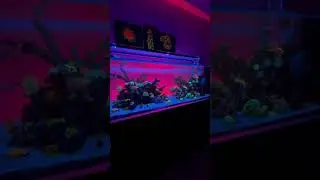 CADE Aquariums &ldquo;the good life&rdquo;