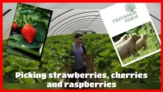 Trevaskis Farm, Hayle Cornwall