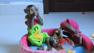 Funny Action Of Baby Monkey Ploy With Brother At Bed