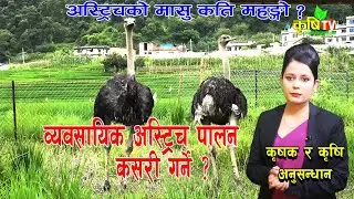 व्यवसायिक अस्ट्रिच पालन यसरी गरौ,  मनग्य आम्दानी गर्न सकिन्छ || Ostrich Farming in Nepal