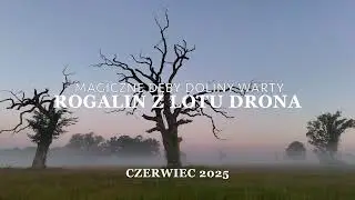 Rogalin z lotu drona – magiczne dęby doliny Warty