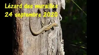 L&eacute;zard des murailles 24 septembre 2020