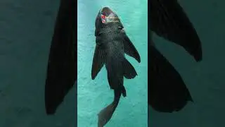India's LARGEST UNDERWATER FISH TUNNEL Expo | Borivali Mumbai #fair #jatra #mela #shorts #viral