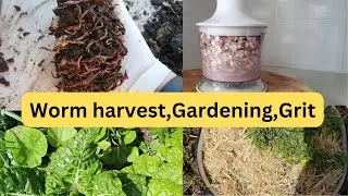 Vlog..Harvest Hungry Bin/Worm Grit/Mulching/Tomato pruning/
