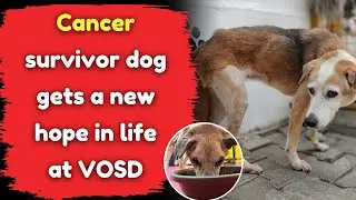 Cancer survivor dog gets a new hope in life at VOSD