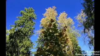 задумчивая осенняя прогулка / a contemplative autumn walk (new age piano by alex vishnevskiy)