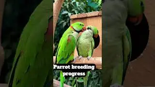 pahadi parrot breeding progress #parrot #birds #breeding