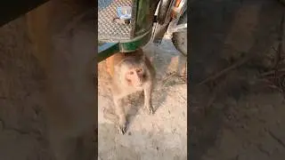 Bandar Ko aaya gussa 😡|| monkey funny video 🤣|| #funny #ldcrazy #comedy #shorts #monkey